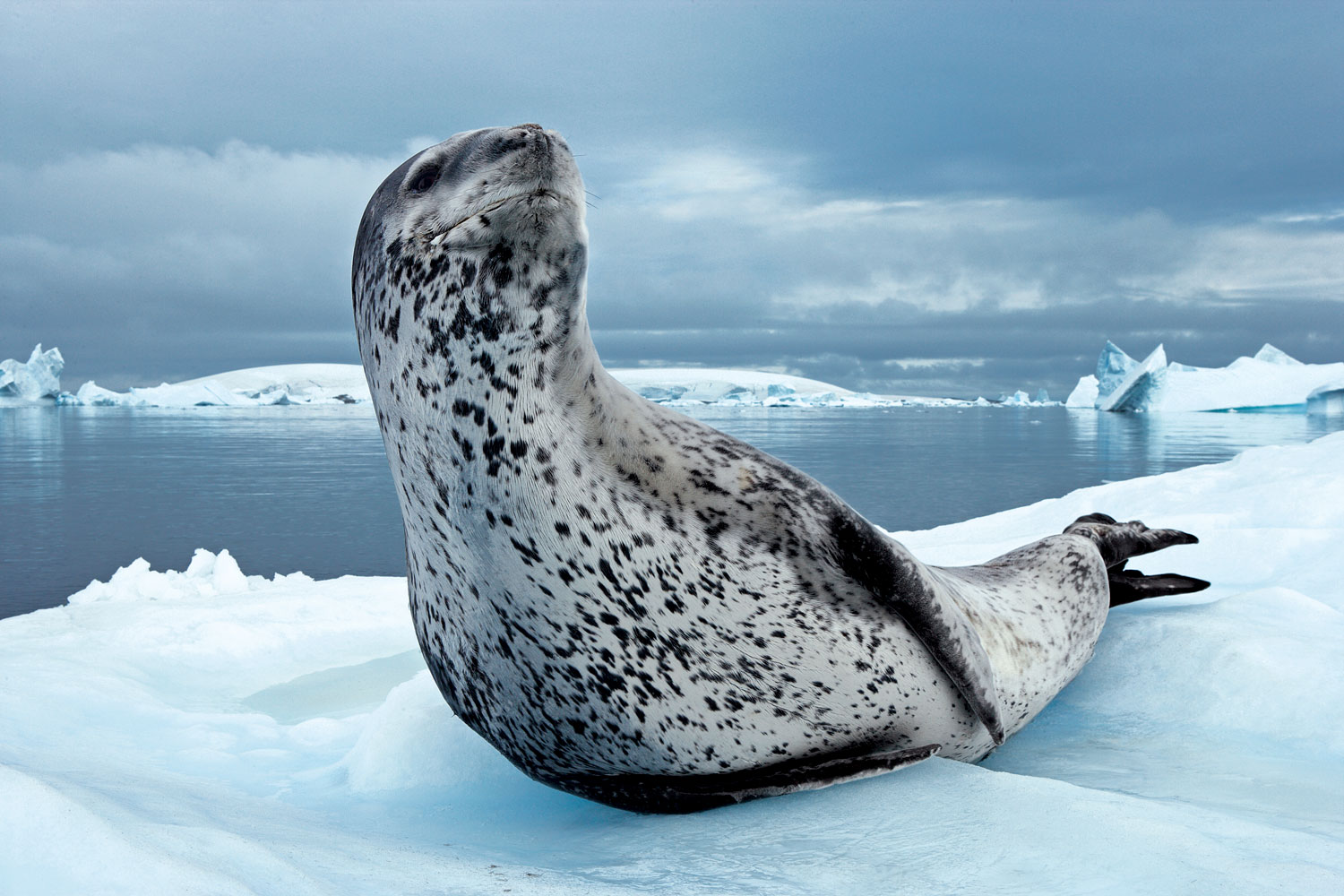 National Geographic - Musée Mer Marine